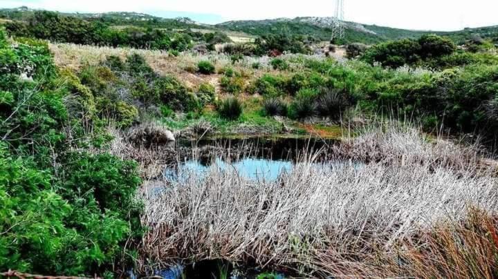 Eucaliptus Farm Retreat Guest House Santa Teresa Gallura Exterior foto