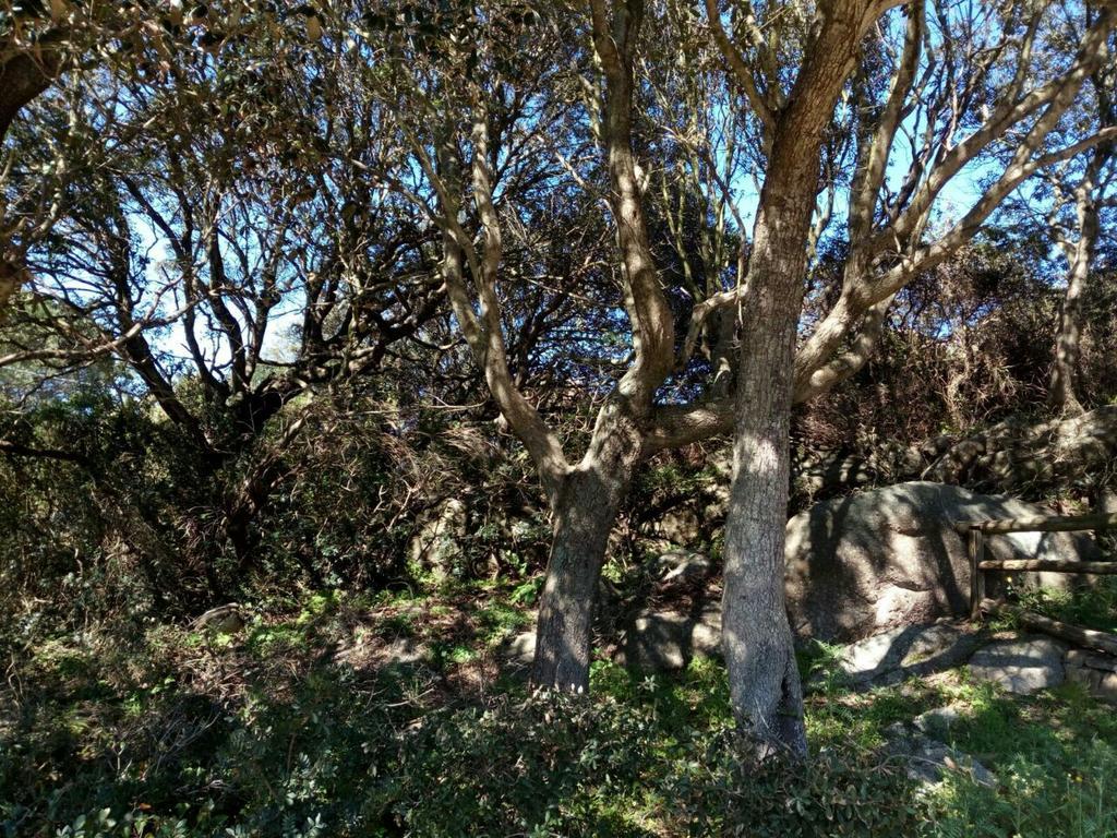 Eucaliptus Farm Retreat Guest House Santa Teresa Gallura Exterior foto